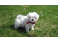 magnifique-chiot-bichon-maltais-disponible-small-0