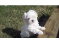 magnifique-chiot-bichon-maltais-disponible-small-1