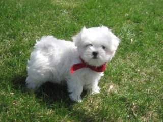 magnifique-chiot-bichon-maltais-disponible