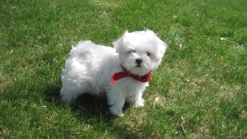 magnifique-chiot-bichon-maltais-disponible-big-0