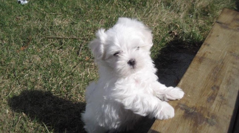 magnifique-chiot-bichon-maltais-disponible-big-1