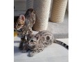 nos-splendides-chatons-small-1