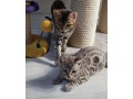 nos-splendides-chatons-small-0