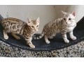 nos-merveilleux-chatons-small-0