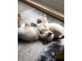 magnifique-chatons-type-siberien-a-donner-small-0
