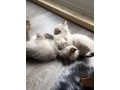 chatons-type-siberien-a-donner-small-0