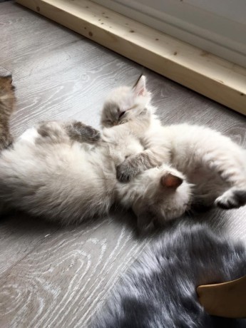 chatons-siberien-a-donner-pour-adoption-big-0