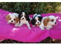 pour-adoption-ravissante-bebes-cavaliers-king-charles-small-0