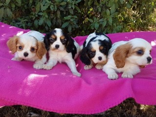 pour-adoption-ravissante-bebes-cavaliers-king-charles