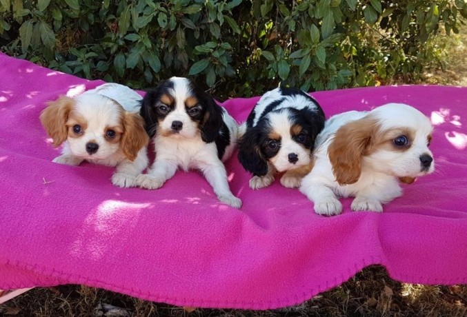 pour-adoption-ravissante-bebes-cavaliers-king-charles-big-0