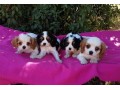 bebes-cavaliers-king-charles-a-donner-small-0