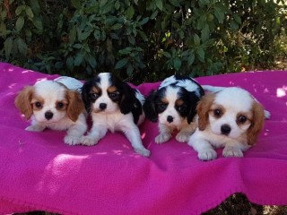 bebes-cavaliers-king-charles-a-donner