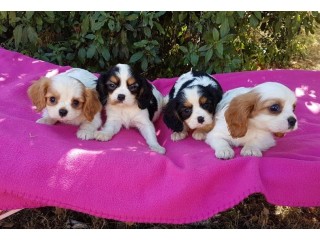 Chiots cavaliers King Charles à donner