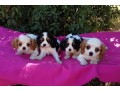 chiot-cavaliers-king-charles-a-donner-small-0
