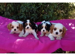 Chiot Cavaliers King Charles à donner