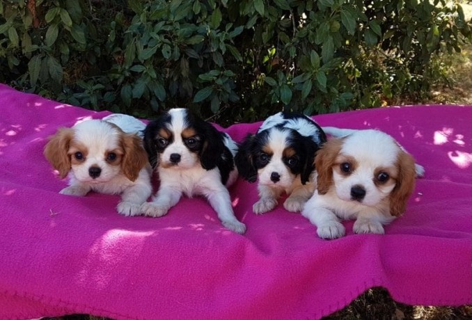 chiot-cavaliers-king-charles-a-donner-big-0