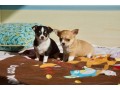 chiots-chihuahuas-petit-gabarit-en-don-small-0