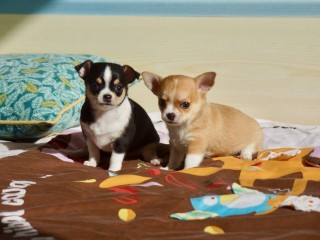 chiots-chihuahuas-petit-gabarit-en-don