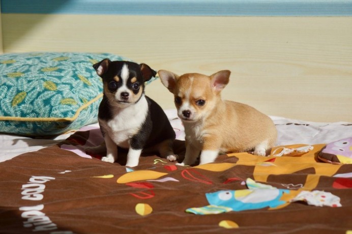 chiots-chihuahuas-pour-adoption-big-0