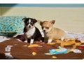 deux-chiots-chihuahua-pour-adoption-small-0