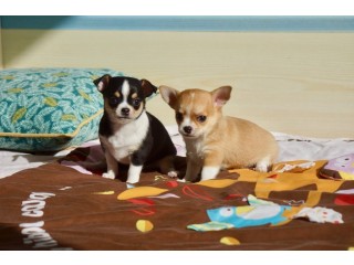 Deux Chiots Chihuahua pour adoption