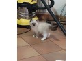 chatons-male-et-femelle-small-0