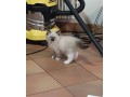 chatons-male-et-femelle-small-0