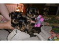 adoption-chiots-yorkshire-terrier-small-1
