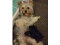 adoption-chiots-yorkshire-terrier-small-0