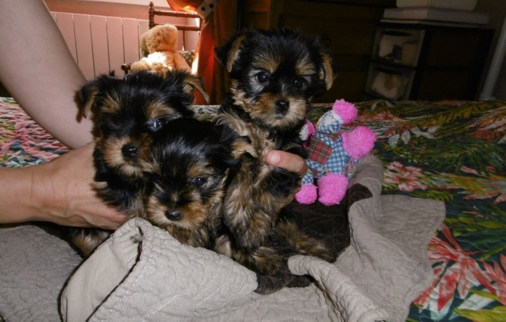 adoption-chiots-yorkshire-terrier-big-1
