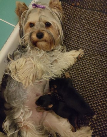 adoption-chiots-yorkshire-terrier-big-0