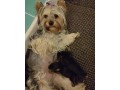 adoption-chiots-yorkshire-terrier-small-0