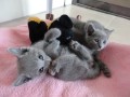 a-donner-chatons-bleu-russe-male-et-femelle-small-0