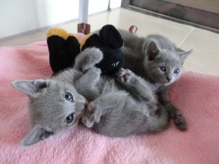 a-donner-chatons-bleu-russe-male-et-femelle