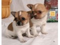 chiot-chihuahua-small-0