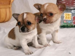 chiot-chihuahua