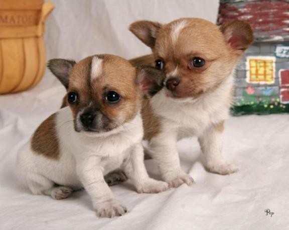 chiot-chihuahua-big-0