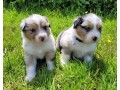 beaux-chiots-bergers-australiens-small-0