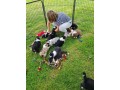 beaux-chiots-bergers-australiens-small-2