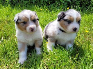 beaux-chiots-bergers-australiens