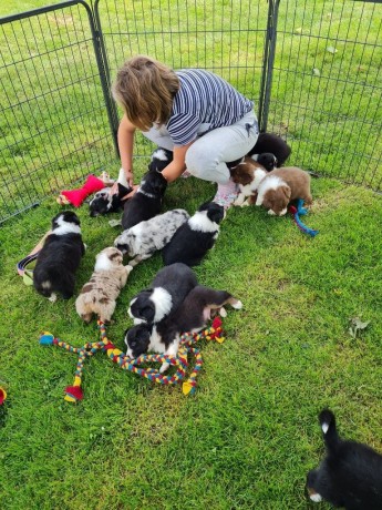 beaux-chiots-bergers-australiens-big-2