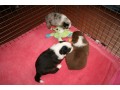 adoption-chiots-bergers-australiens-small-1