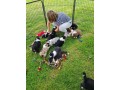 chiots-douces-prediges-a-reserver-small-2