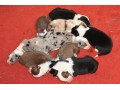 chiots-douces-prediges-a-reserver-small-1