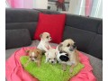 chiots-chihuahua-male-et-femelle-small-2