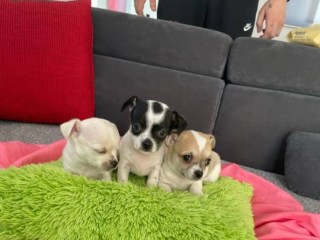 chiots-chihuahua-male-et-femelle