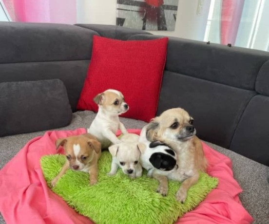 chiots-chihuahua-male-et-femelle-big-2