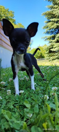 chiots-chihuahua-male-et-femelle-big-4