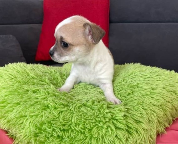 chiots-chihuahua-male-et-femelle-big-3