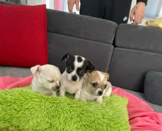 chiots-chihuahua-male-et-femelle-big-0